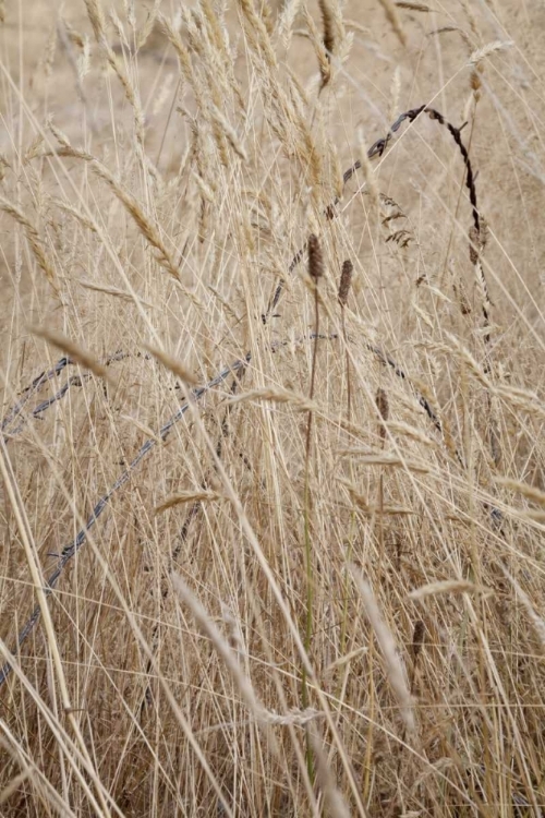 Picture of WASHINGTON, SILVERDALE BARBED WIRE IN A FIELD