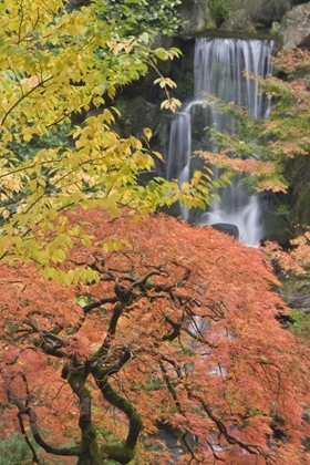 Picture of OREGON, PORTLAND JAPANESE MAPLE AND WATERFALL