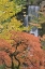 Picture of OREGON, PORTLAND JAPANESE MAPLE AND WATERFALL