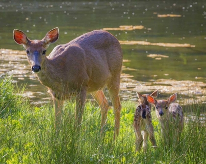 Picture of WASHINGTON, SEABECK BLACKTAIL DEER WITH FAWNS