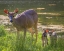 Picture of WASHINGTON, SEABECK BLACKTAIL DEER WITH FAWNS