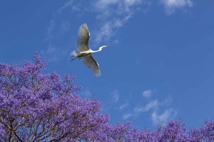 Picture of MEXICO GREAT EGRET FLYING OVER JACARANDA TREE