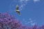 Picture of MEXICO GREAT EGRET FLYING OVER JACARANDA TREE