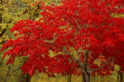 Picture of WA, NEWHALEM FALL COLORS DECORATE MAPLE TREES