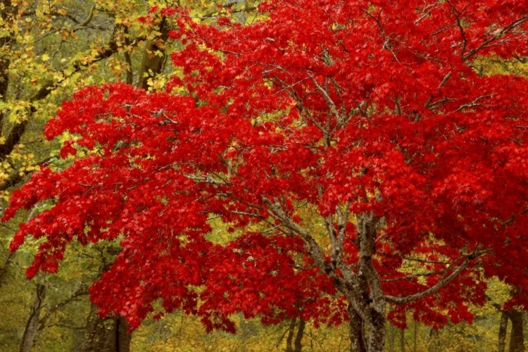 Picture of WA, NEWHALEM FALL COLORS DECORATE MAPLE TREES