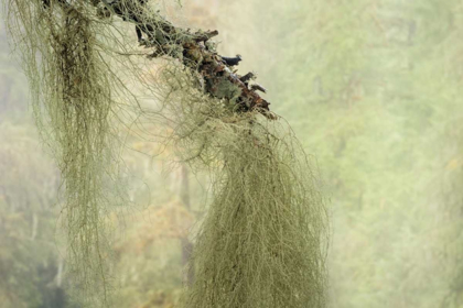 Picture of WA, SEABECK METHUSELAHS BEARD LICHEN ON TREE