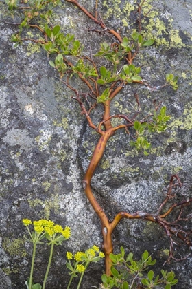 Picture of WA, WENATCHEE NF MANZANITA GROWING ON BOULDER