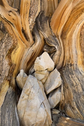 Picture of CA, INYO NF PATTERNS IN BRISTLECONE PINE WOOD