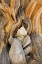 Picture of CA, INYO NF PATTERNS IN BRISTLECONE PINE WOOD