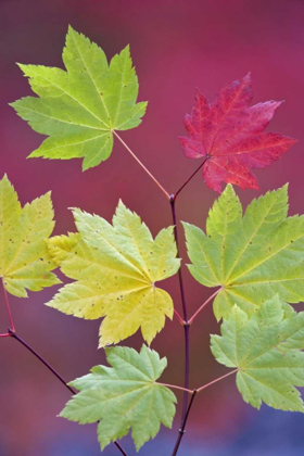 Picture of OR, WILLAMETTE NF VINE MAPLE LEAVES IN AUTUMN