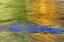 Picture of WA, QUINAULT AUTUMN REFLECT IN QUINAULT RIVER