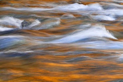 Picture of WA, QUINAULT AUTUMN REFLECT IN QUINAULT RIVER