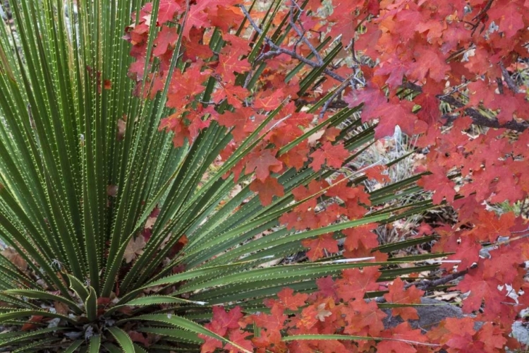 Picture of TX, GUADALUPE MTS NP BIGTOOTH MAPLE AND SOTOL