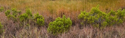 Picture of TX, GUADALUPE MOUNTAINS NP BUSHES AND GRASSES