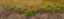 Picture of TX, GUADALUPE MOUNTAINS NP BUSHES AND GRASSES