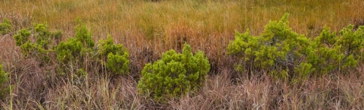 Picture of TX, GUADALUPE MOUNTAINS NP BUSHES AND GRASSES