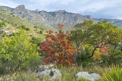 Picture of TX, GUADALUPE MOUNTAINS NP DEVILS HALL TRAIL