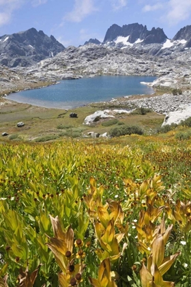 Picture of CA, INYO NF FIELD OF FLOWERS AND NYDIVER LAKE