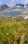 Picture of CA, INYO NF FIELD OF FLOWERS AND NYDIVER LAKE