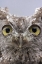Picture of AK, KETCHIKAN PORTRAIT OF WESTERN SCREECH OWL