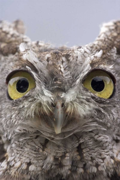 Picture of AK, KETCHIKAN PORTRAIT OF WESTERN SCREECH OWL