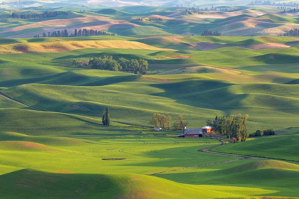 Picture of WA, PALOUSE HILLS FARMLAND FROM STEPTOE BUTTE
