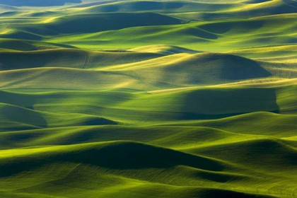 Picture of WA, PALOUSE HILLS FARMLAND FROM STEPTOE BUTTE