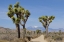 Picture of CA, JOSHUA TREE NP JOSHUA TREES AND MOUNTAINS