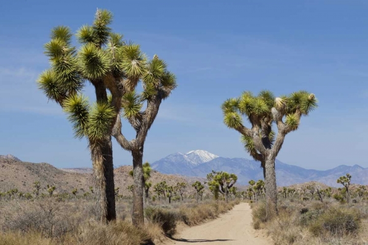 Picture of CA, JOSHUA TREE NP JOSHUA TREES AND MOUNTAINS