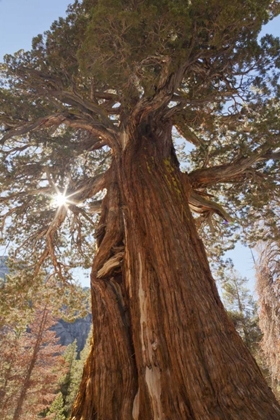 Picture of CA, INYO NF JUNIPER TREE ON SHADOW LAKE TRAIL