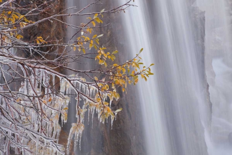 Picture of CANADA, JASPER NP ICE ON TREE AT TANGLE FALLS