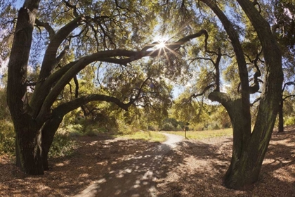 Picture of MEXICO, TECATE OAK TREES AT RANCHO LA PURERTA