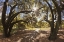 Picture of MEXICO, TECATE OAK TREES AT RANCHO LA PURERTA