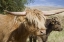 Picture of WA, PALOUSE SCOTTISH HIGHLAND CATTLE AND CALF
