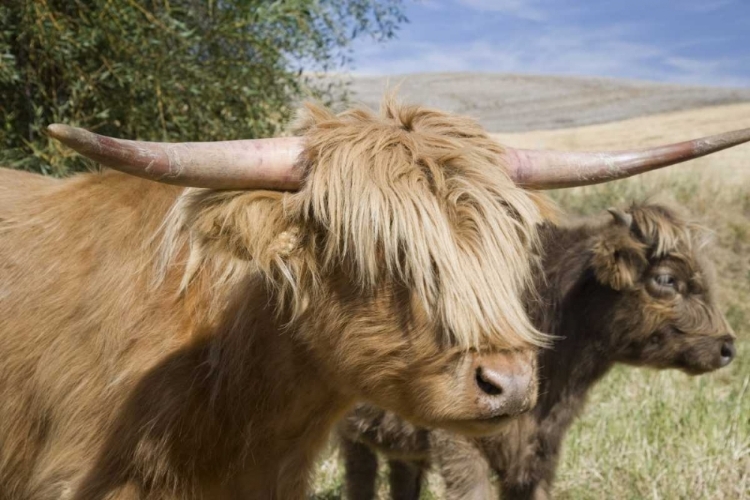 Picture of WA, PALOUSE SCOTTISH HIGHLAND CATTLE AND CALF