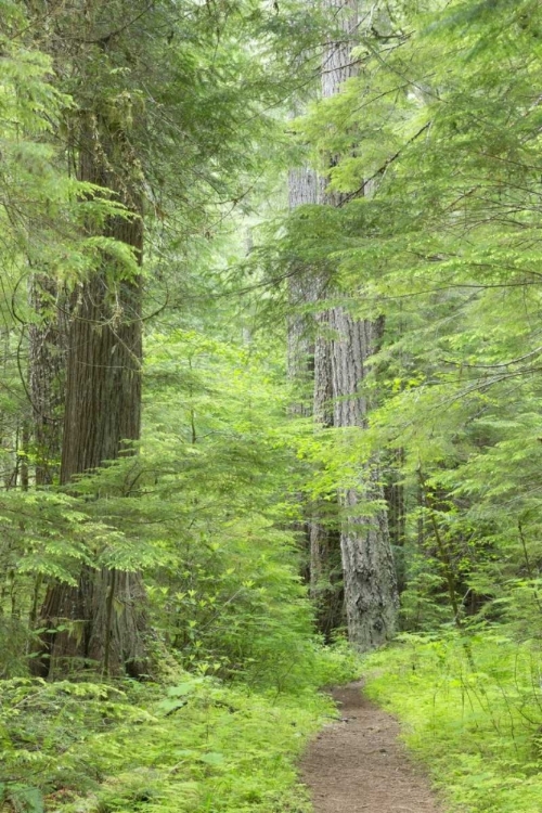 Picture of WA, OLYMPIC NF LOWER BIG QUILCENE RIVER TRAIL