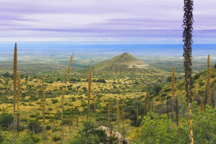 Picture of TX, GUADALUPE MOUNTAINS NP MOUNTAIN LANDSCAPE