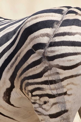Picture of NAMIBIA, ETOSHA NP ZEBRAS SCARRED HIND END