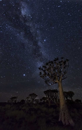 Picture of NAMIBIA MILKY WAY AND QUIVER TREES AT NIGHT