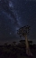 Picture of NAMIBIA MILKY WAY AND QUIVER TREES AT NIGHT