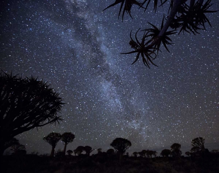 Picture of NAMIBIA MILKY WAY AND QUIVER TREES AT NIGHT