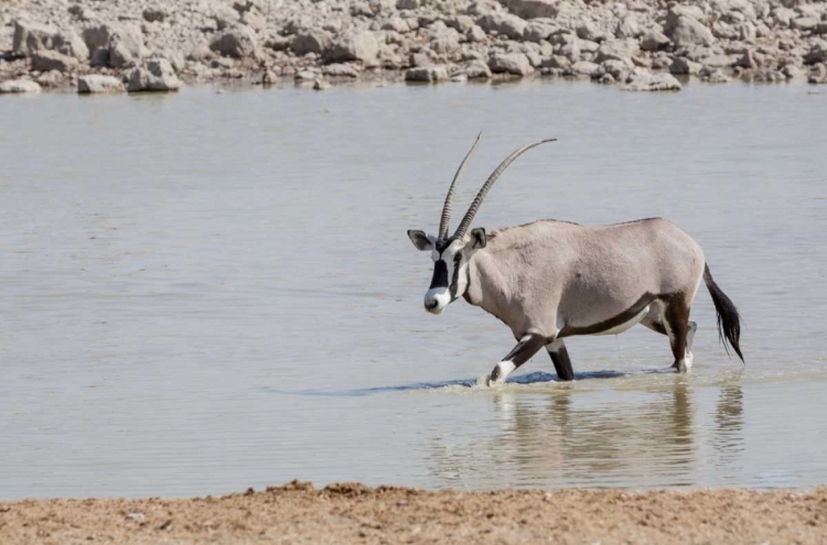 Picture of NAMIBIA, ETOSHA NP ORYX WADING IN WATERHOLE