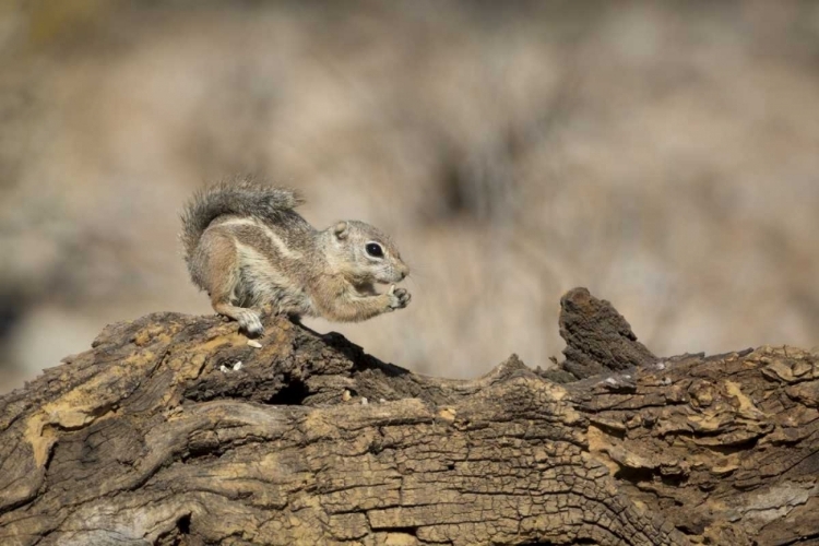 Picture of ARIZONA, BUCKEYE HARRISS ANTELOPE SQUIRREL