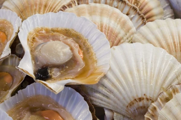 Picture of ITALY, VENICE FRESH SCALLOPS IN THEIR SHELL