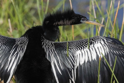 Picture of FL, EVERGLADES NP ANHINGA WITH WINGS SPREAD