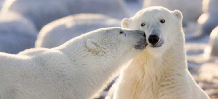 Picture of CANADA, MANITOBA, CHURCHILL POLAR BEAR KISS