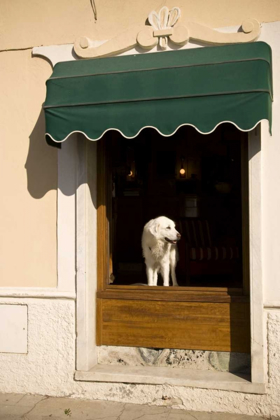 Picture of ITALY, CINQUE TERRE, MONTEROSSO A WHITE DOG