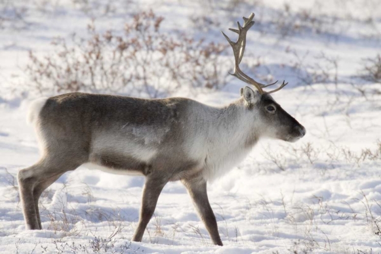 Picture of CANADA, MANITOBA, CARIBOU IN SNOWY LANDSCAPE