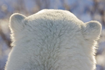 Picture of CANADA, CHURCHILL BACK OF POLAR BEARS HEAD