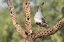 Picture of AZ, AMADO GAMBELS QUAIL ON CHOLLA SKELETON